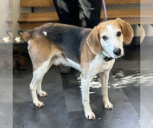 American Foxhound-Beagle Mix Dogs for adoption in Batavia, OH, USA