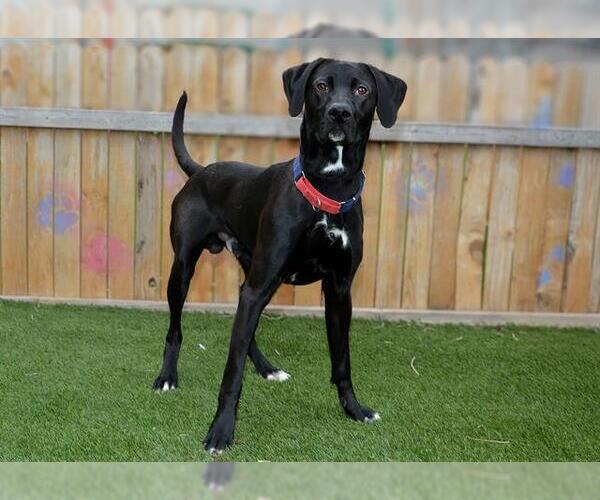 Medium Photo #1 Labrador Retriever Puppy For Sale in West Valley, UT, USA