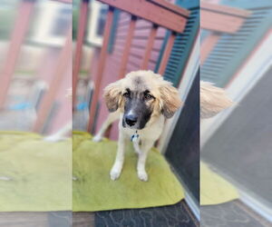 Great Pyrenees-Unknown Mix Dogs for adoption in Minneapolis, MN, USA