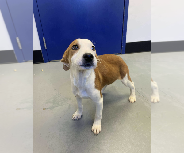 Medium Photo #3 Mutt Puppy For Sale in Brooklyn, NY, USA