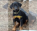 Small #2 Doberman Pinscher