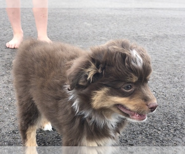 Medium Photo #4 Australian Shepherd Puppy For Sale in GLUCKSTADT, MS, USA