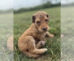 Small Photo #21 Goldendoodle Puppy For Sale in HOWARD CITY, MI, USA