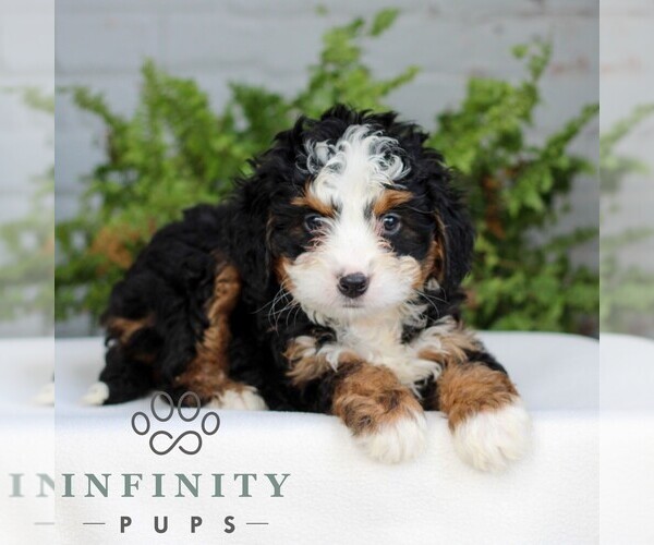 Medium Photo #3 Bernedoodle (Miniature) Puppy For Sale in LITITZ, PA, USA