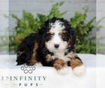 Small #2 Bernedoodle (Miniature)
