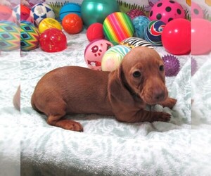 Dachshund Puppy for Sale in RATTAN, Oklahoma USA
