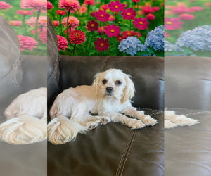 Maltese-Unknown Mix Dogs for adoption in Menifee, CA, USA