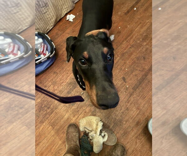 Medium Photo #6 Doberman Pinscher Puppy For Sale in Buffalo, MN, USA
