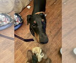 Small #5 Doberman Pinscher