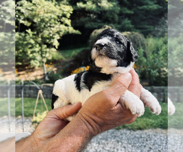 Medium Photo #2 Poodle (Standard) Puppy For Sale in CHAMPION, NC, USA