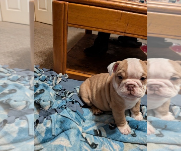 Medium Photo #15 English Bulldog Puppy For Sale in WHITELAND, IN, USA