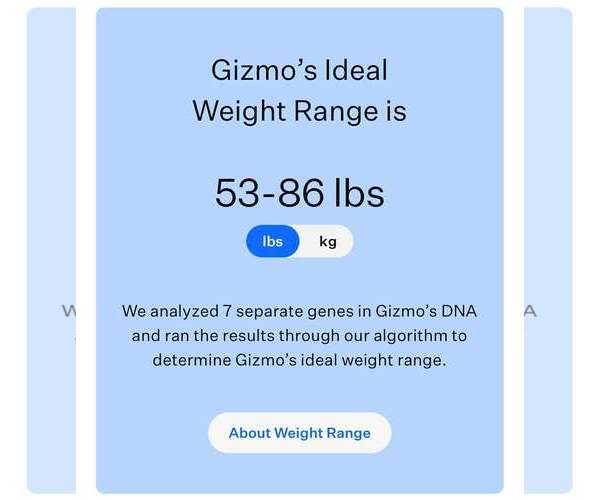 Medium Photo #7 Labrador Retriever-Unknown Mix Puppy For Sale in San Bernardino , CA, USA