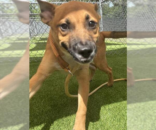 Medium Photo #1 Black Mouth Cur-Unknown Mix Puppy For Sale in Texas City, TX, USA