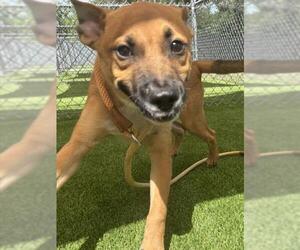 Black Mouth Cur-Unknown Mix Dogs for adoption in Texas City, TX, USA