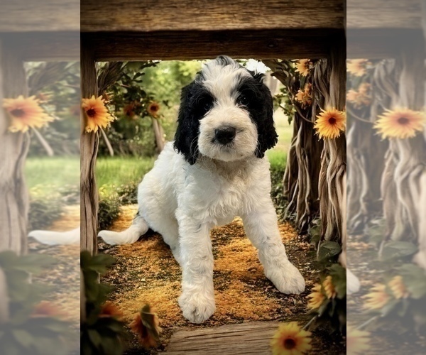 Medium Photo #3 Bernedoodle Puppy For Sale in MENIFEE, CA, USA