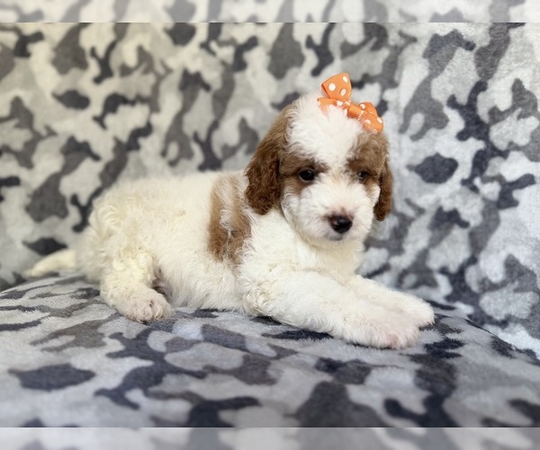 Medium Photo #8 Cavapoo Puppy For Sale in LAKELAND, FL, USA