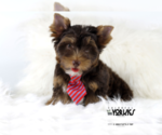Small Photo #5 Yorkshire Terrier Puppy For Sale in KELLER, TX, USA