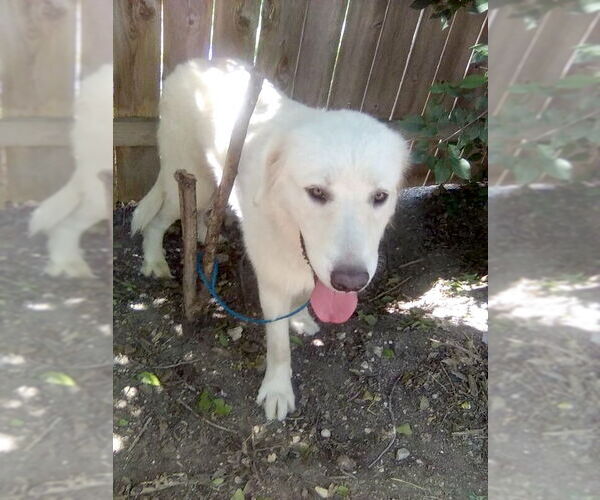 Medium Photo #6 Great Pyrenees Puppy For Sale in Spring, TX, USA