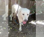 Small #5 Great Pyrenees