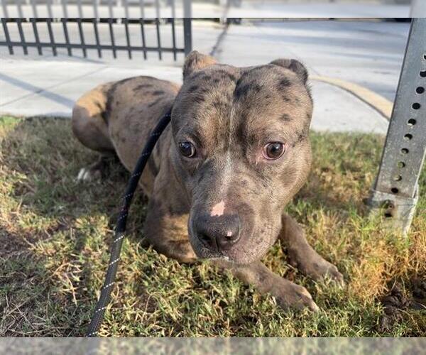 Medium Photo #1 American Staffordshire Terrier Puppy For Sale in Fort Lauderdale, FL, USA