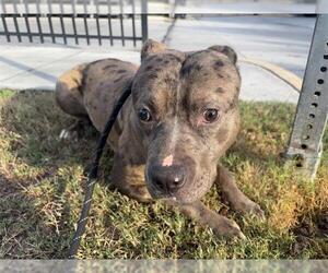 American Staffordshire Terrier Dogs for adoption in Fort Lauderdale, FL, USA