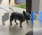 Small Photo #1 French Bulldog Puppy For Sale in SEARCY, AR, USA