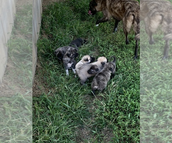 Medium Photo #2 Anatolian Shepherd Puppy For Sale in LIVINGSTON, TN, USA