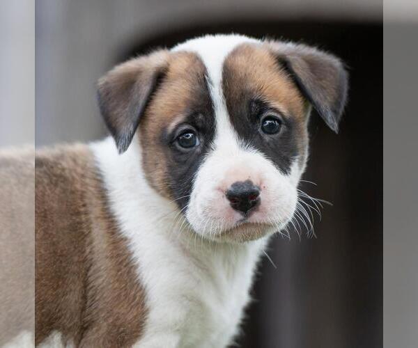 Medium Photo #1 Boxer-Unknown Mix Puppy For Sale in San Diego, CA, USA