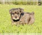 Small Photo #2 YorkiePoo Puppy For Sale in GROVETON, TX, USA
