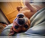 Small Black Mouth Cur Mix