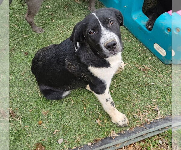 Medium Photo #5 Pyrenees Border Collie Puppy For Sale in Tracy City, TN, USA