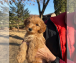 Puppy Daisy Goldendoodle (Miniature)