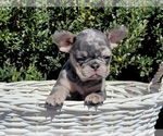 Small Photo #9 French Bulldog Puppy For Sale in CLINTON, NJ, USA