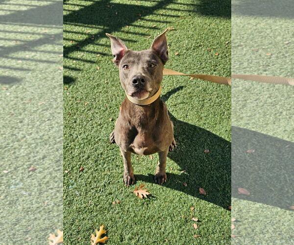 Medium Photo #3 Mutt Puppy For Sale in Rockwall, TX, USA