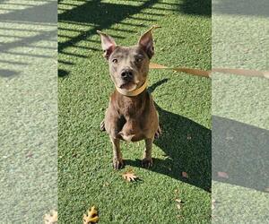 Chyanne-Adoption Fee $75! Diamond Dog! - Female Mutt Dog for Adoption - Photo #3