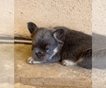 Small #8 French Bulldog