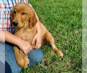 Golden Retriever Dogs for adoption in CALIFORNIA, MO, USA