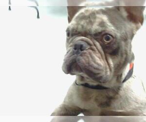 French Bulldog-Unknown Mix Dogs for adoption in St. Cloud, FL, USA