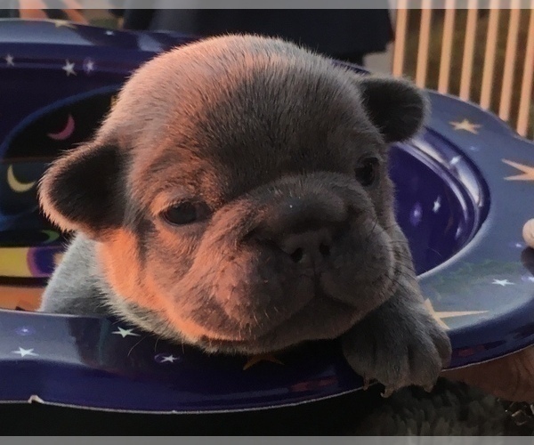Medium Photo #27 French Bulldog Puppy For Sale in PLACERVILLE, CA, USA