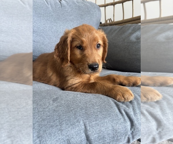 Medium Photo #4 Golden Retriever Puppy For Sale in INDIANAPOLIS, IN, USA