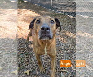 Plott Hound-Unknown Mix Dogs for adoption in Albemarle, NC, USA