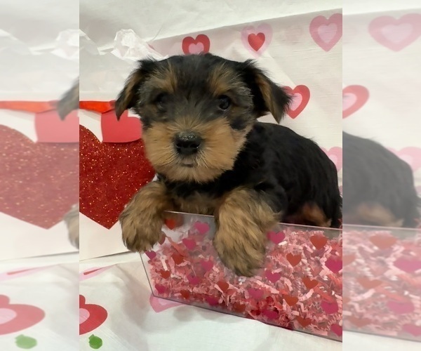 Medium Photo #4 Yorkshire Terrier Puppy For Sale in NORMAN, OK, USA