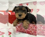Small Photo #4 Yorkshire Terrier Puppy For Sale in NORMAN, OK, USA