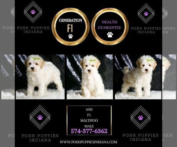 Medium Photo #6 Maltipoo (Miniature) Puppy For Sale in WARSAW, IN, USA
