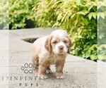 Small #2 Cocker Spaniel