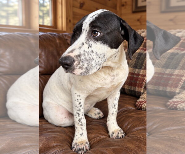 Medium Photo #2 Labrador Retriever-Unknown Mix Puppy For Sale in Southbury, CT, USA