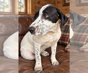Rafael Taylor - Male Labrador Retriever-Unknown Mix Dog for Adoption - Photo #2