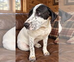 Small Photo #2 Labrador Retriever-Unknown Mix Puppy For Sale in Southbury, CT, USA