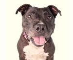 Small Photo #3 American Staffordshire Terrier-Unknown Mix Puppy For Sale in Long Beach, CA, USA