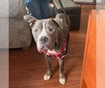 Small #1 American Bulldog Mix